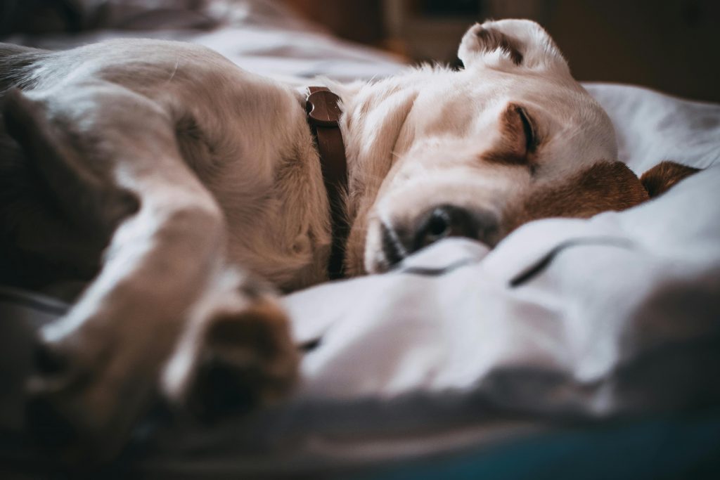De ce scâncește câinele în somn. sursa foto pexels