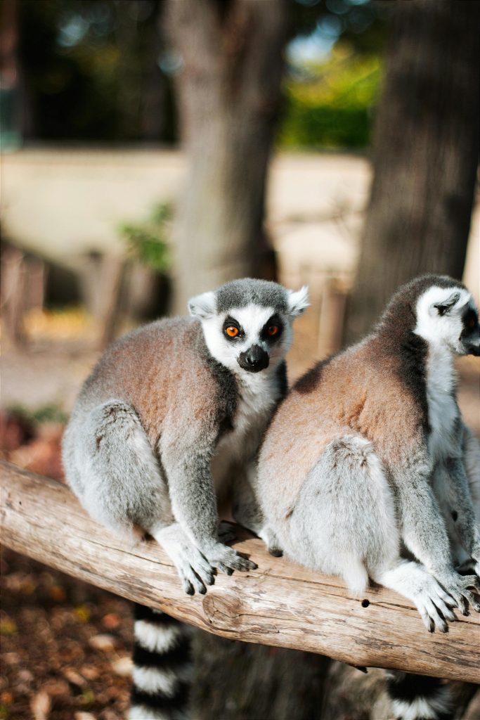 Unii oameni au o superstiție stupidă despre lemuri. sursa foto pexels.com