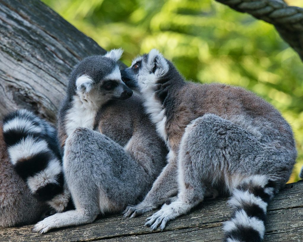 Lemurii devin o specie pe cale de dispariție. sursa foto pexels.com