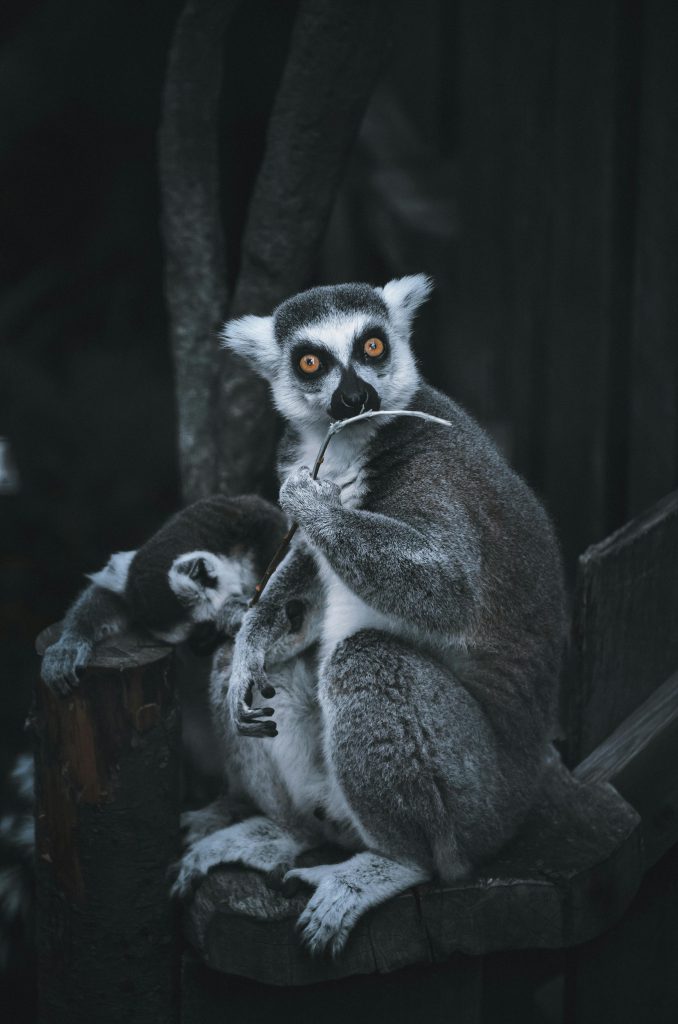 Lemurii, cele mai vechi primate? sursa foto pexels.com