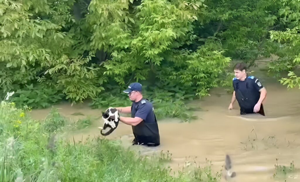 Jandarmii din Covasna au salvat o pisică speriată din apele învolburate care au inundat satul Băcel. sursa foto Facebook
