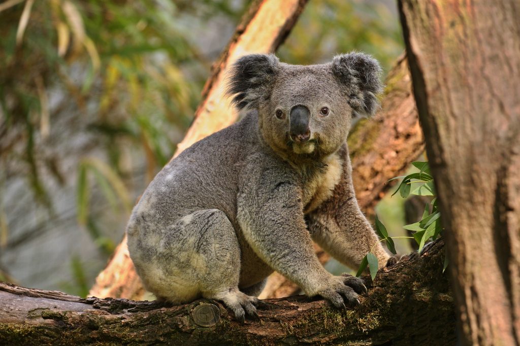 Și ursuleții koala sunt în pericol din cauza defrișărilor. sursa foto freepik.com