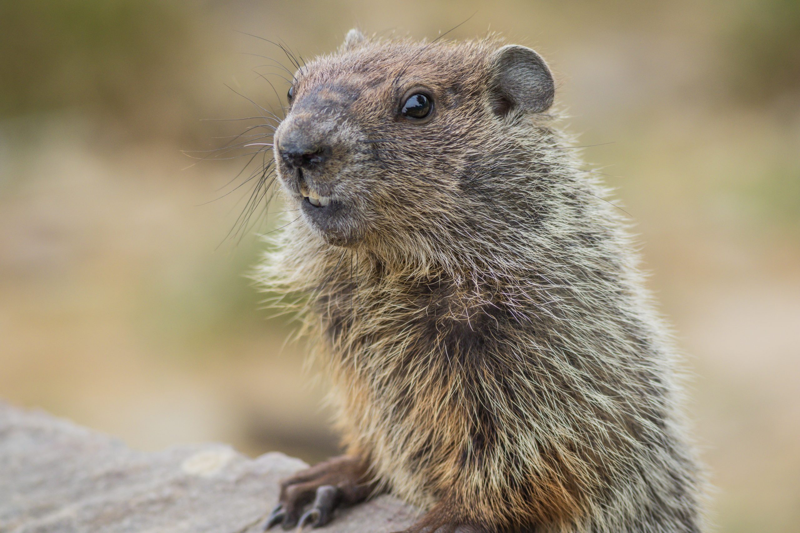 Marmotele alpine din România vor fi vânate. Care este motivul aberant. sursa foto freepik.com
