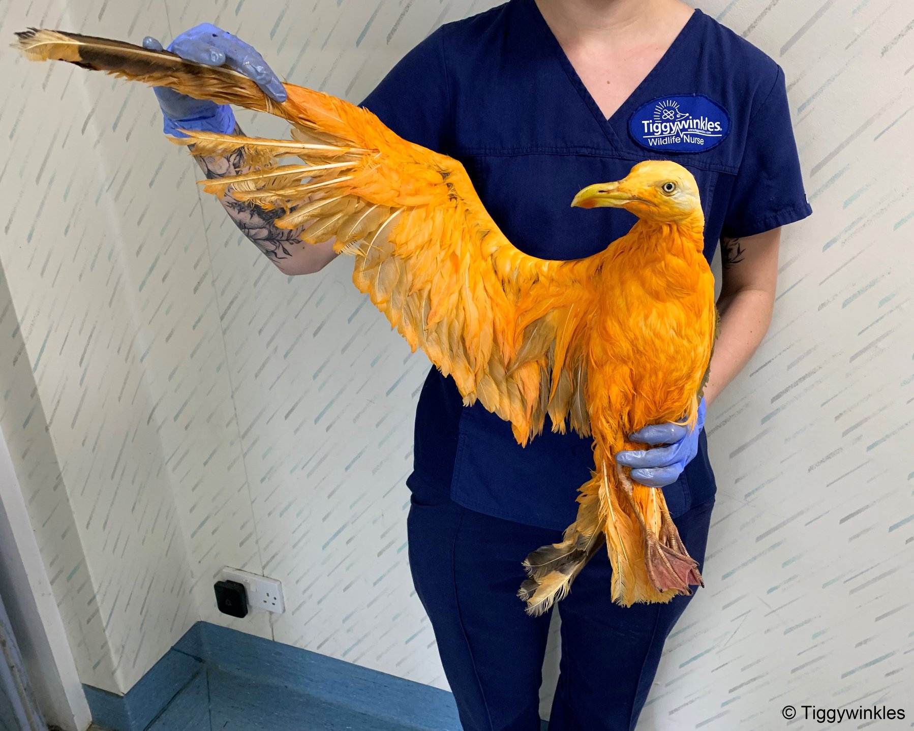 O „pasăre exotică” de un portocaliu intens a fost salvată de un spital pentru animale sălbatice