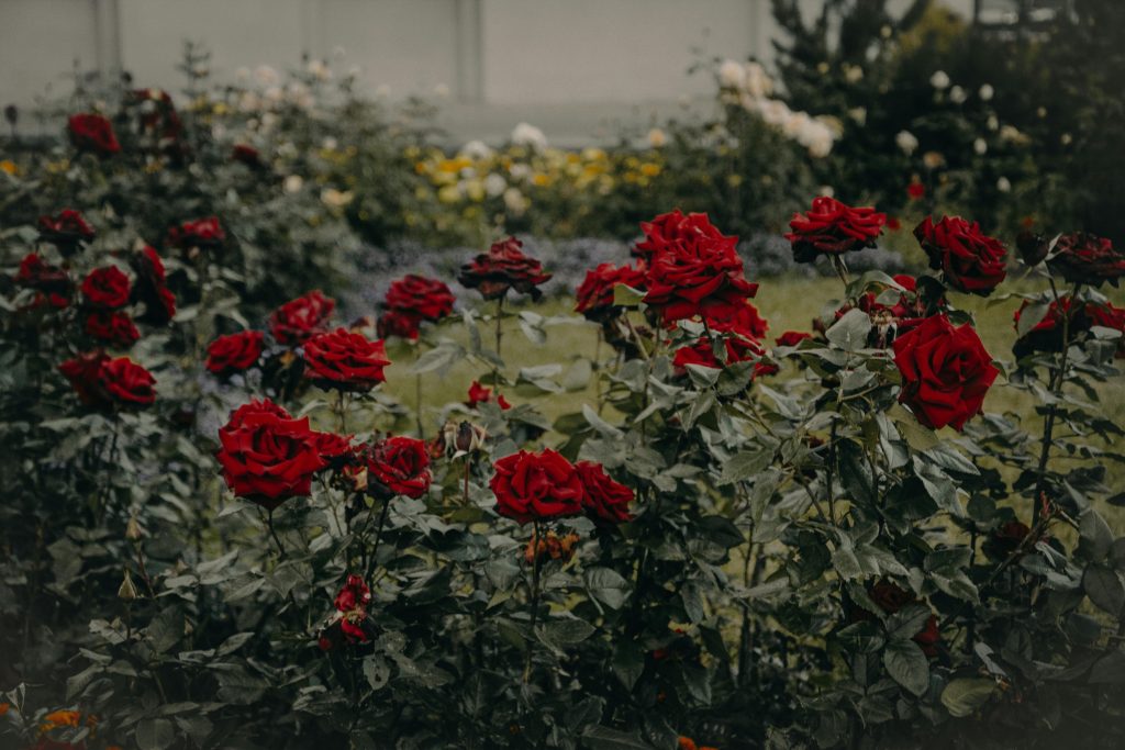 Trandafirii vor fi protejați de oi. sursa foto pexels.com