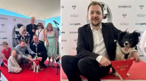 Un ciobănesc islandez a primit trofeul Palme Dog. Panda a avut cea mai bună „interpretare” canină dintr-un film / VIDEO