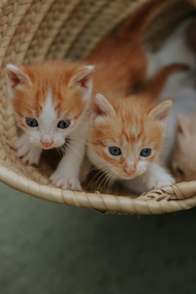 Blana portocalie este dată de o mutație genetică. sursa foto pexels.com