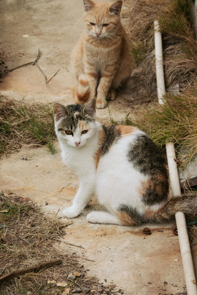Se sugerează că mutația a apărut o singură dată în timpul domesticirii. sursa foto pexels.com