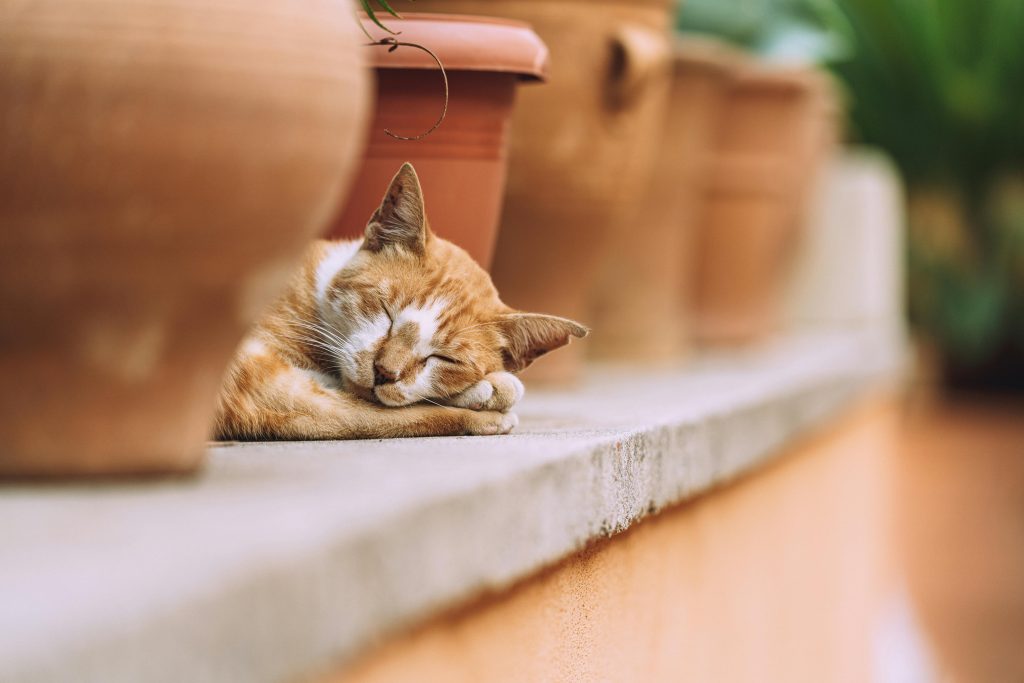 Încă nu se știe cum a apărut mutația pe cromozomul X. sursa foto pexels.com