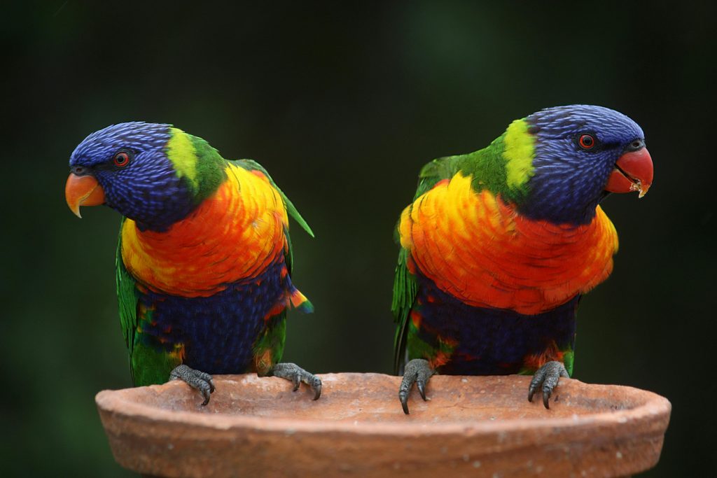Animalele care au auzul foarte bine dezvoltat scapă de primejdii. sursa foto pexels.com