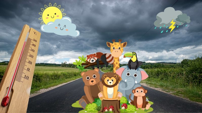Pot prezice animalele vremea?