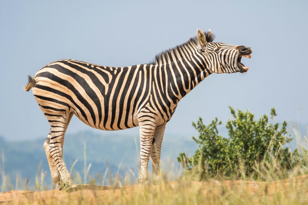 Cum simt animalele schimbările meteo? sursa foto pexels.com