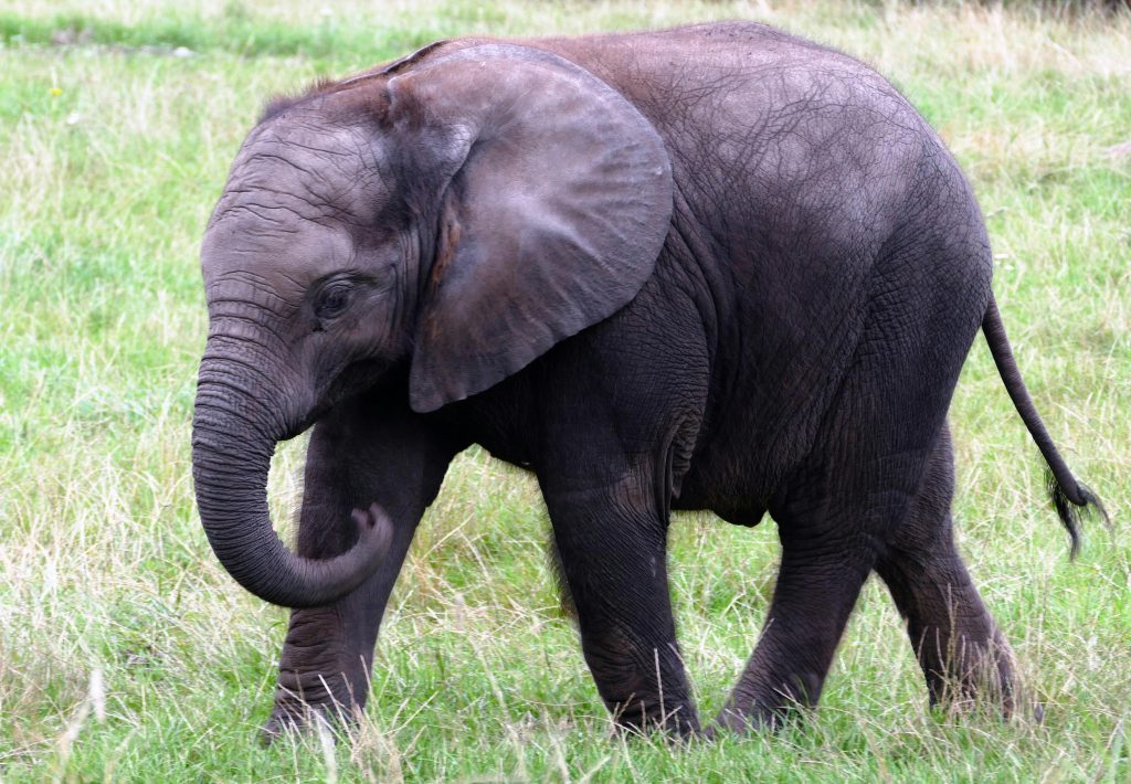 Animalele 'citesc' mai bine semnele naturii. sursa foto pexels.com