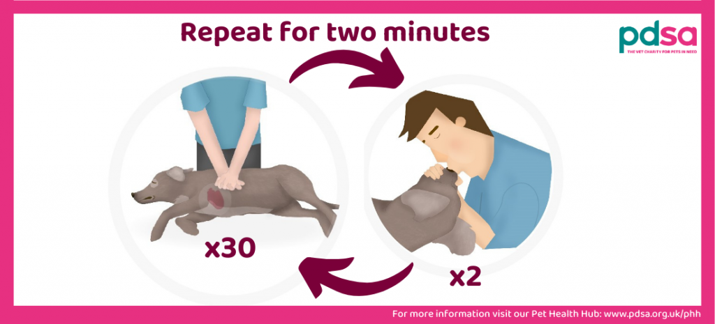 Repetă mișcările de prim ajutor la câine pentru 2 minute. sursa foto pdsa.org.uk