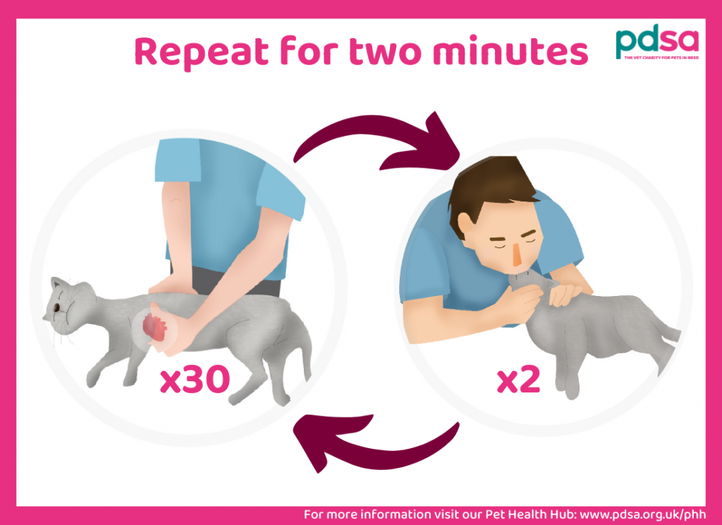 Acordă primul ajutor timp de 2 minute și apoi verifică-i pulsul. sursa foto pdsa.org.uk 