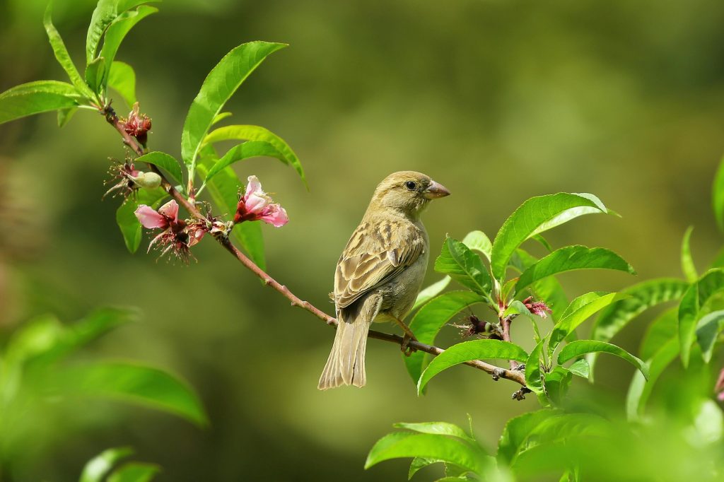 Lumea naturală atenuează autocritica. sursa foto pexels.com