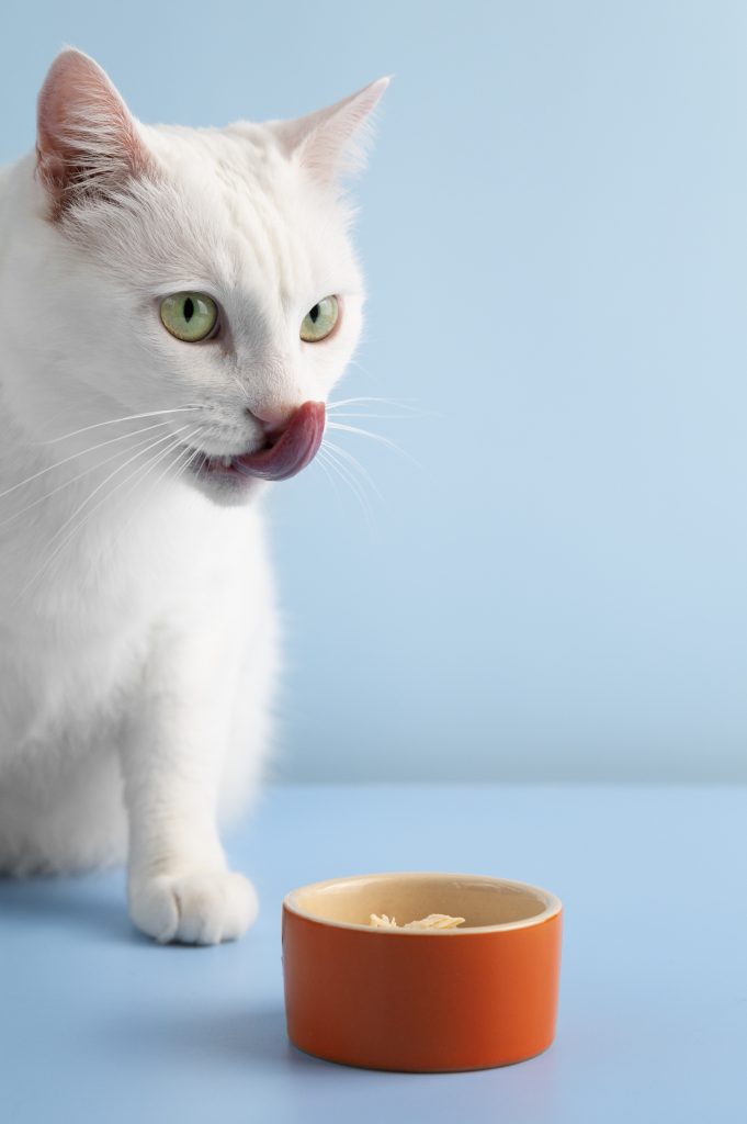 Medicii veterinari trag un semnal de alarmă. sursa foto pexels.com
