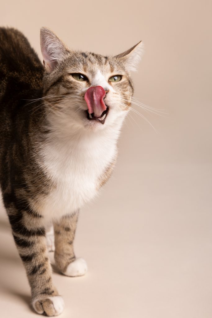 Ce boli periculoase sunt transmise de animale. sursa foto pexels.com