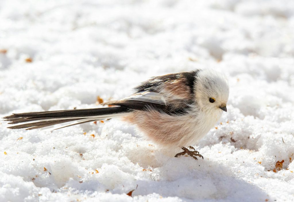 Pțigoiul cu coadă lungă, care cântărește doar 8 grame, reușește să trăiască în Hokkaido, unde iernile sunt aspre. sursa foto pexels.com