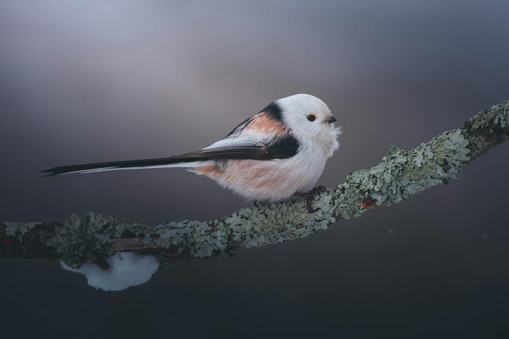 Inițial, Shima Enaga a fost clasificată ca specie de pițigoi din grupul Parus. sursa foto pexels.com
