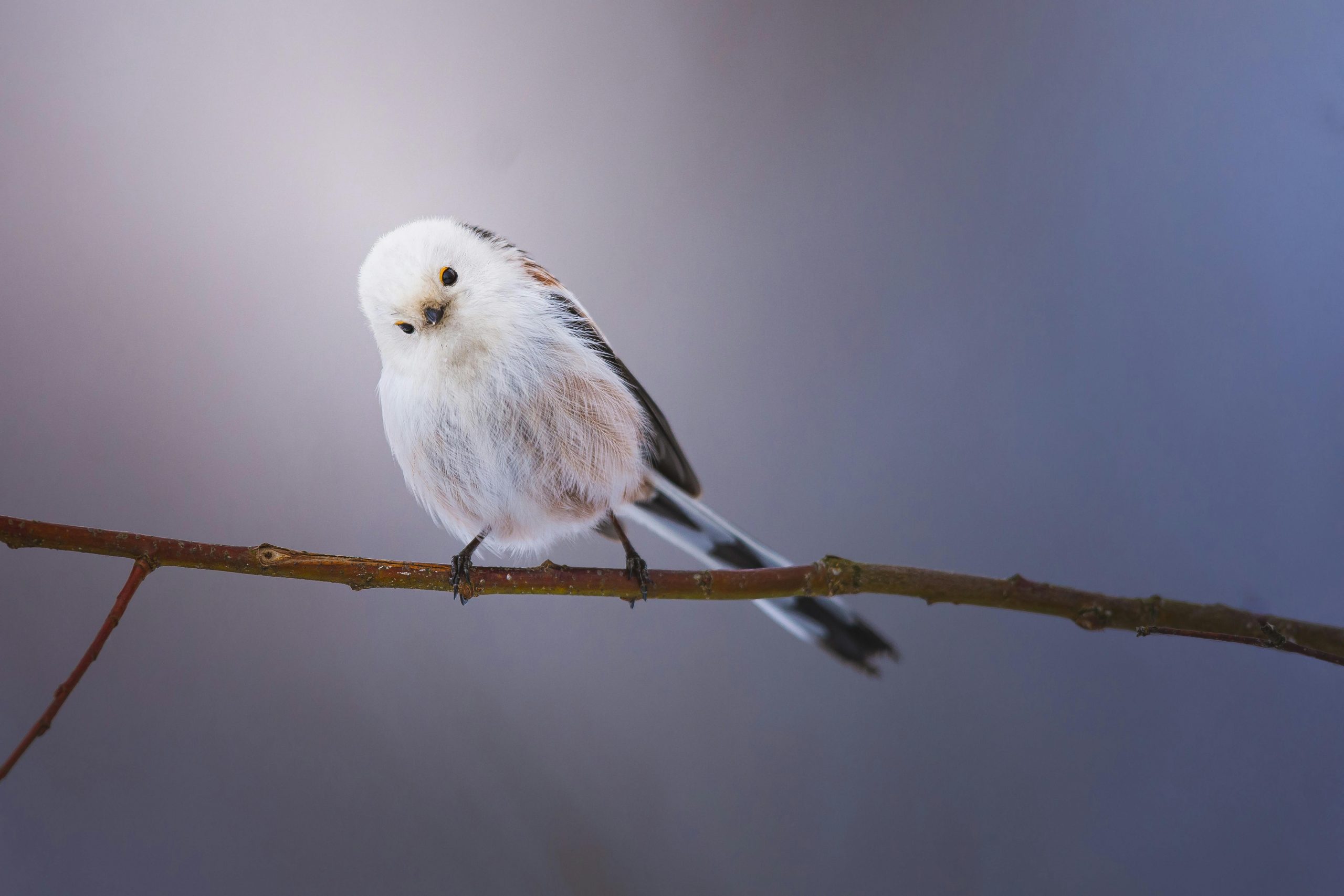 Shima Enaga, 'zâna zăpezii' din Hokkaido. sursa foto pexels.com