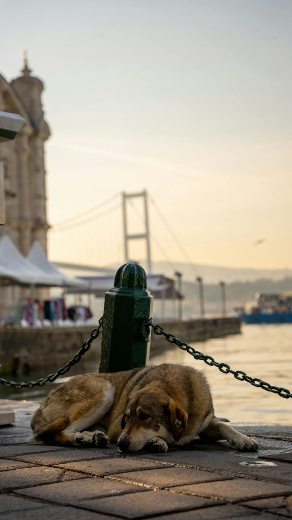 Unde îți poți steriliza gratuit câinele. sursa foto pexels.com