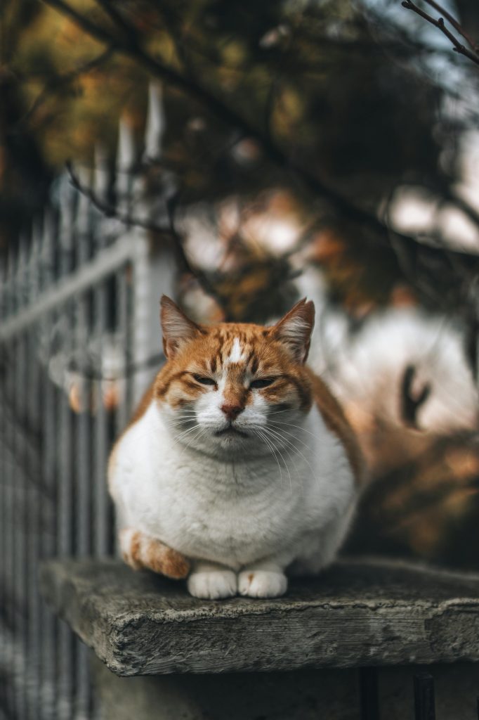 Unde îți poți steriliza gratuit pisica. sursa foto pexels.com