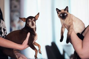 Sterilizări GRATUITE în București. Unde îți poți duce câinele sau pisica