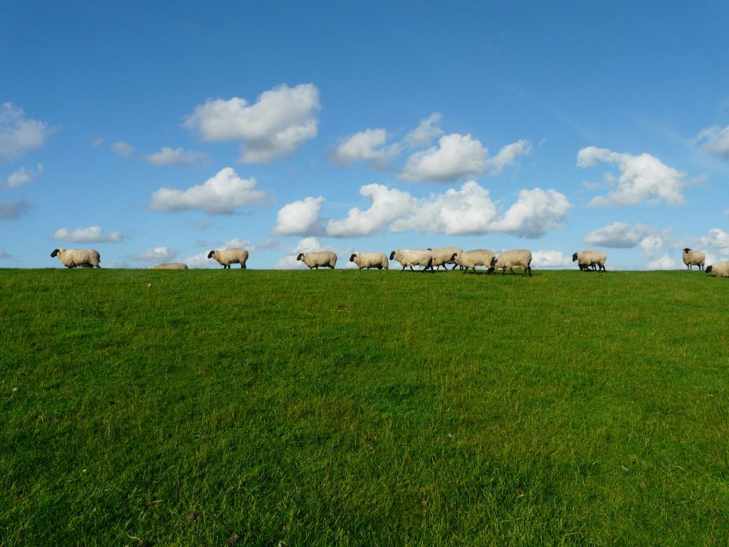 Pădurile de pini au înlocuit oieritul. sursa foto pexels.com