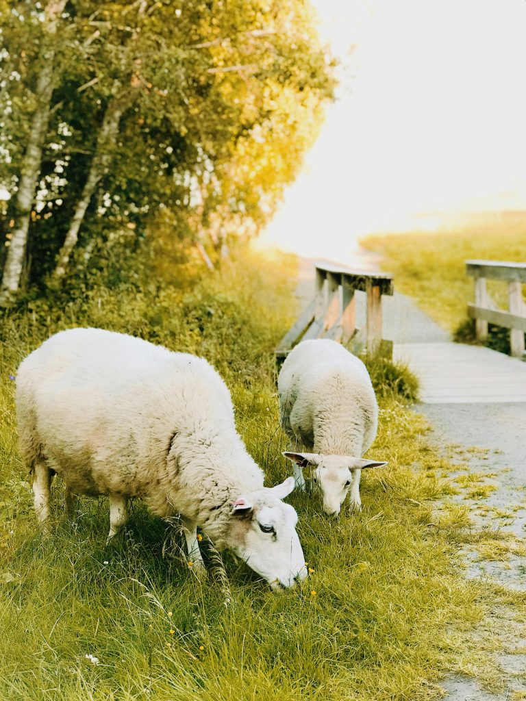 Oile, importante pentru economia din Noua Zeelandă. sursa foto pexels.com