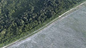 Un miliardar suedez a cumpărat 400.000 de acri de pădure tropicală amazoniană. Ceva face cu ei?