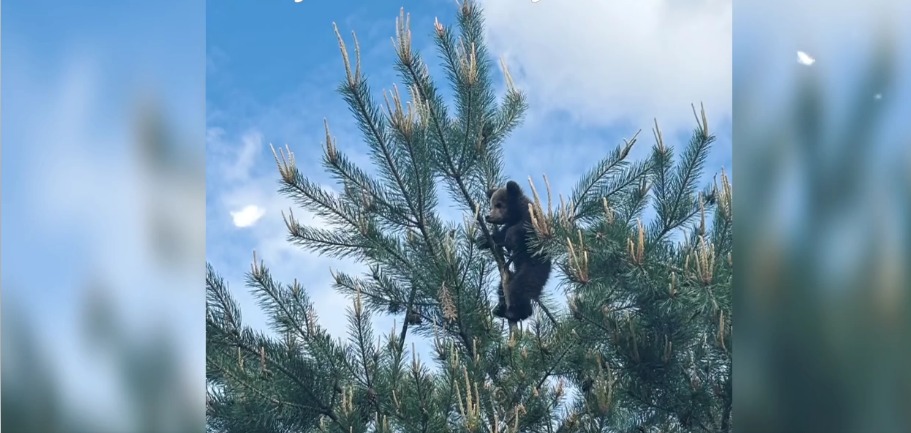 Ursuleții de 3 luni din Săcele au fost salvați. sursa foto capturi Facebook