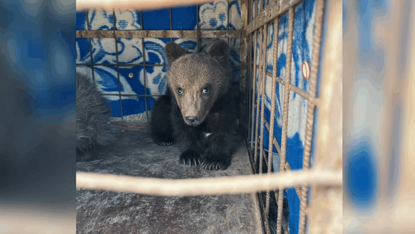 Micuții vor trăi de azi înainte la sanctuarul din Zărnești. sursa foto capturi Facebook