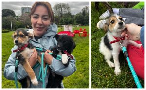 11 cățeluși au fost adoptați la Târgul ASPA de la WOOF Fest. Vor crește, în sfârșit, în sânul unei familii