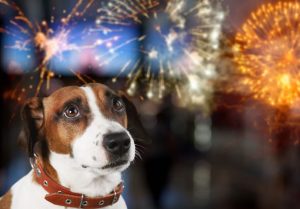 A fost adoptată legea care interzice petardele și artificiile! Iubitorii de animale, cei mai fericiți