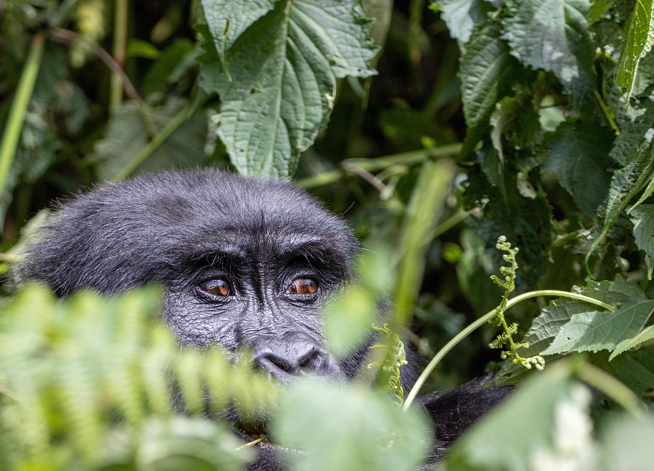 Prădătorul suprem care sperie toate animalele Africii. Nu, nu este leul