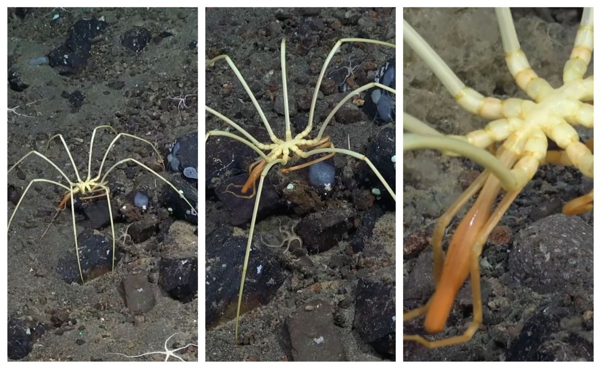 Imagini nemaivăzute până acum cu păianjeni de mare uriași, în largul Insulelor Vulcanice / VIDEO