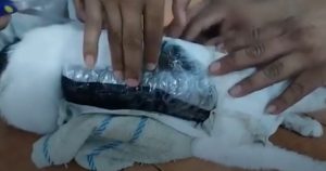 Momentul șocant în care o pisică e prinsă cu droguri într-o închisoare din Costa Rica