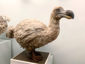 A existat vreodată pasărea dodo? Povestea reală a celei mai faimoase dispariții din lume