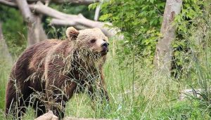 A fost emis un mesaj RO-Alert: Un urs a fost zărit în curtea Mănăstirii Sinaia! Sfaturile autoritățile