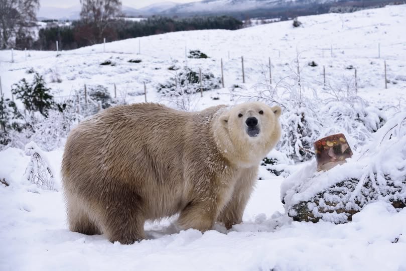 Victoria, cel mai bătrân urs polar, a fost eutanasiată. Avea 28 de ani și mari probleme de sănătate