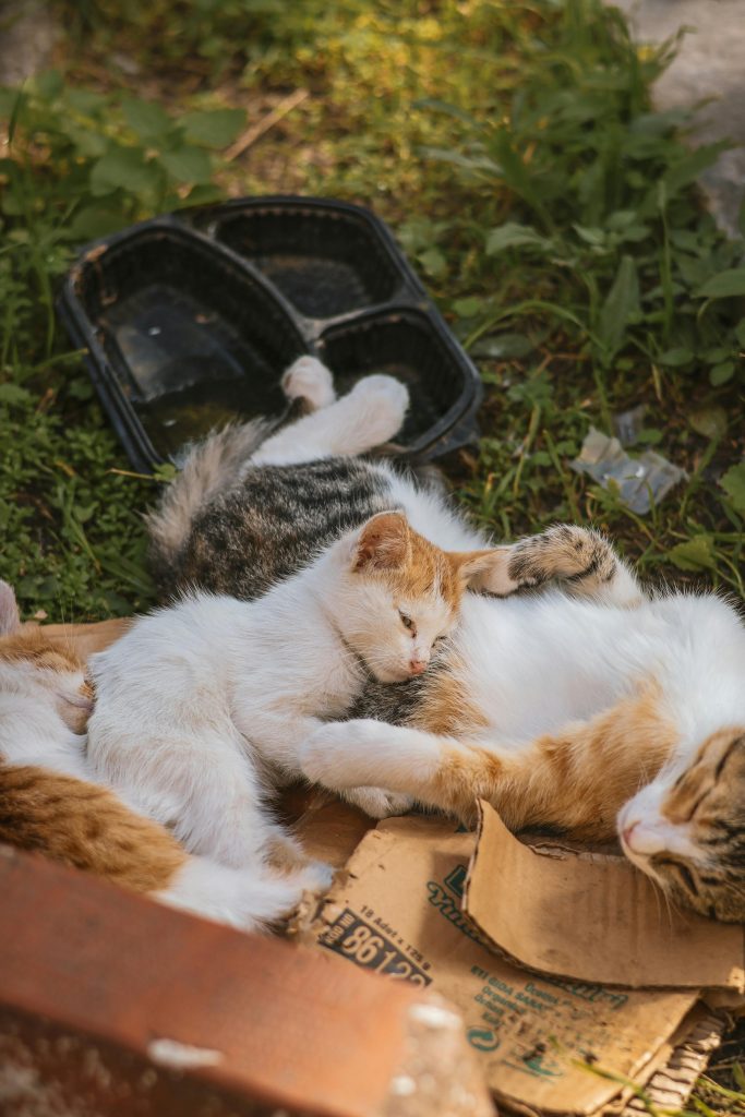 Pisicile fără adăpost din Sectorul 2 au nevoie de ajutor. sursa foto pexels.com