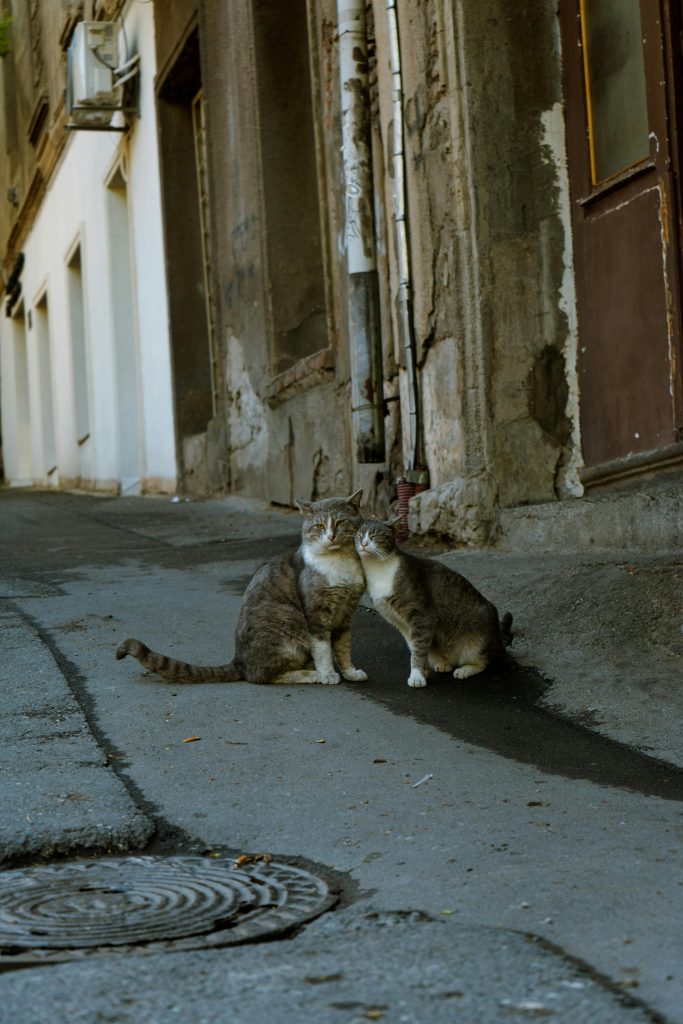 Cum poți ajuta și tu pisicile fără adăpost din Sectorul 2. sursa foto pexels.com