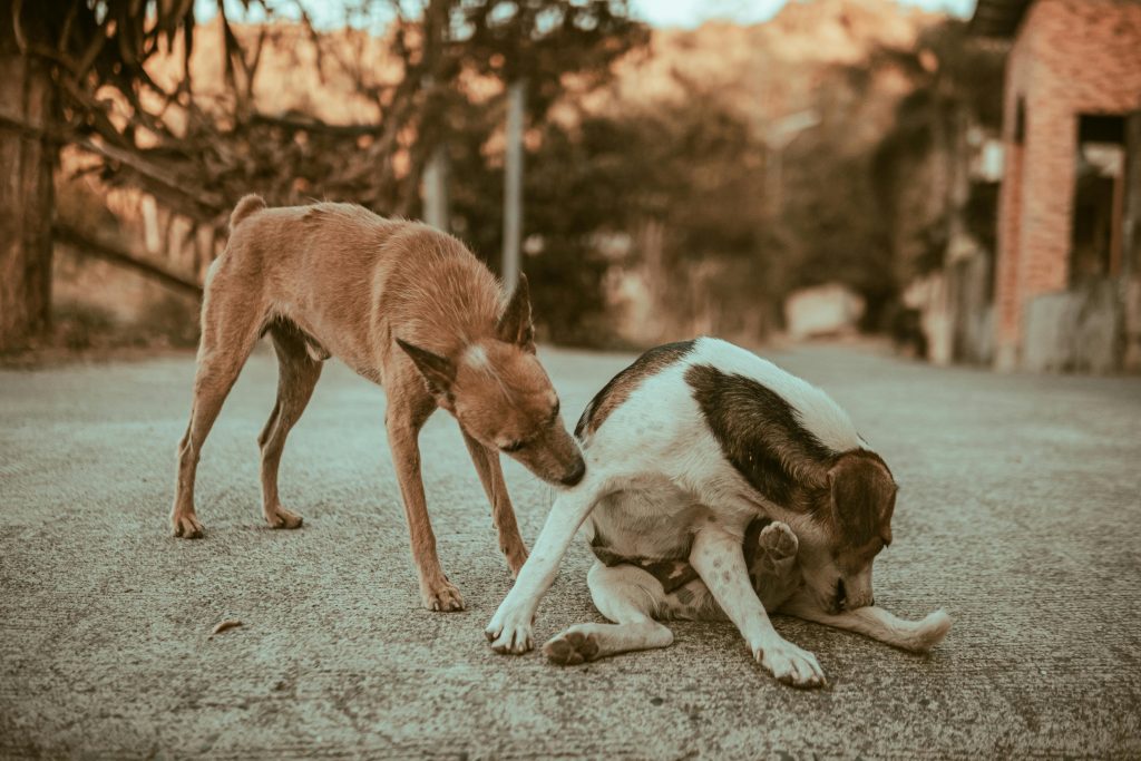 ADN-ul câinilor din Cernobîl a fost comparat cu cel al câinilor care trăiesc în afara zonei de radiații. sursa foto pexels.com