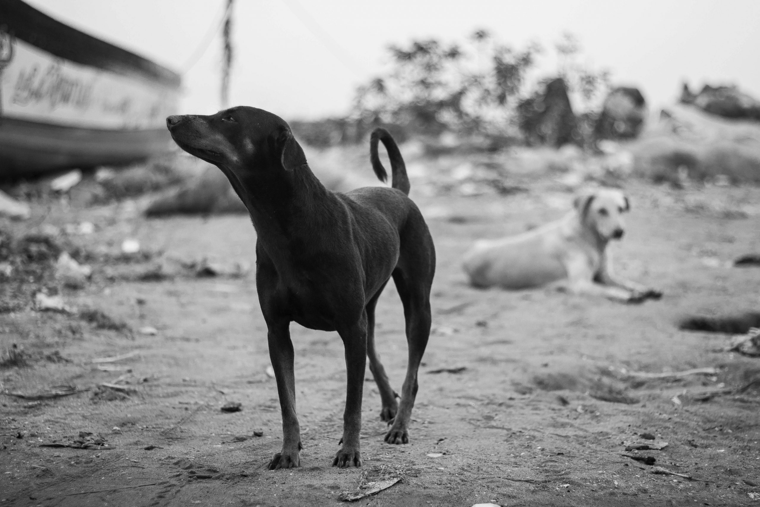 ADN-ul câinilor din Cernobîl nu prezintă mutații genetice. sursa foto pexels,com