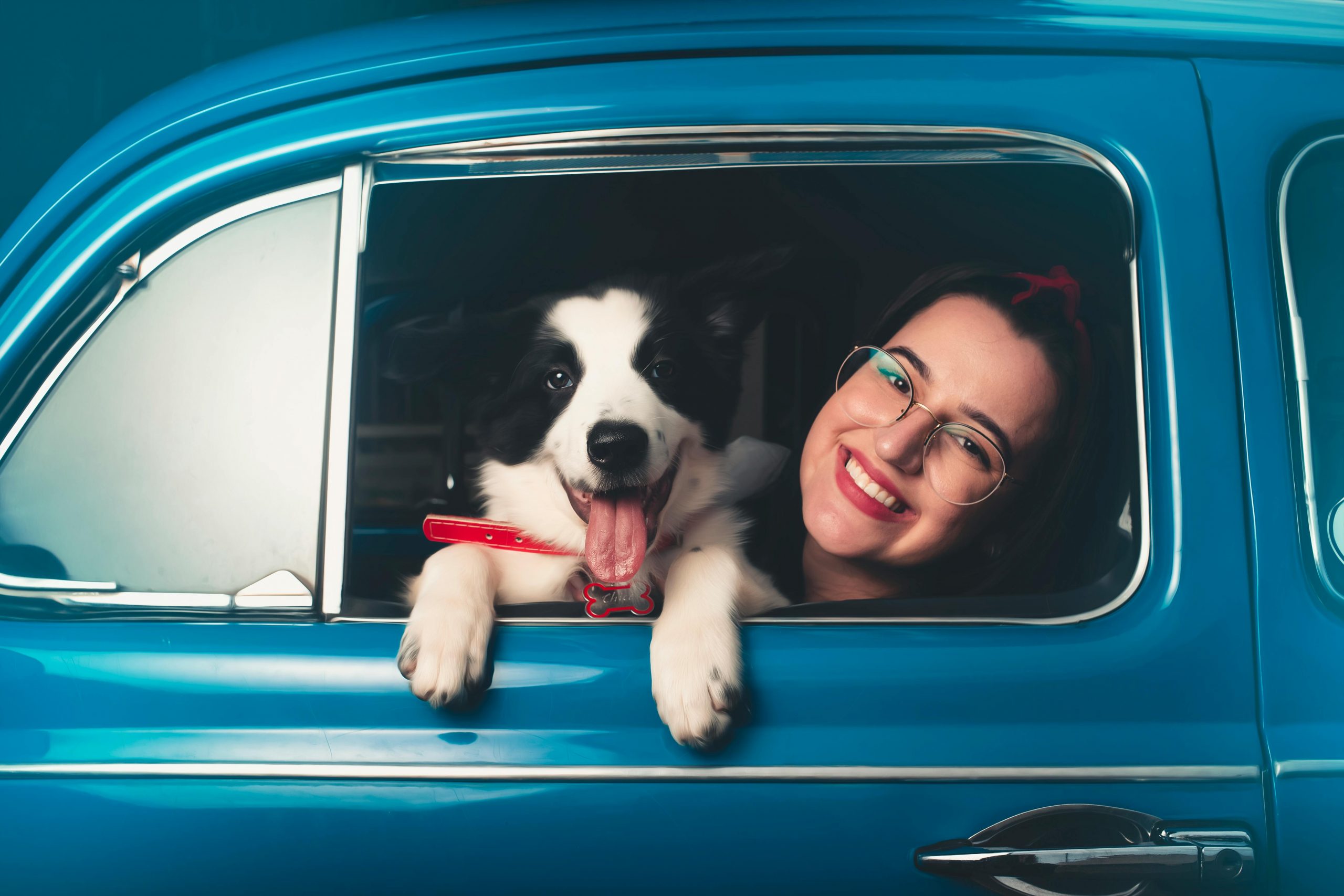 Generația Z evită să zboare cu avionul din cauza animalelor de companie. sursa foto pexels.com