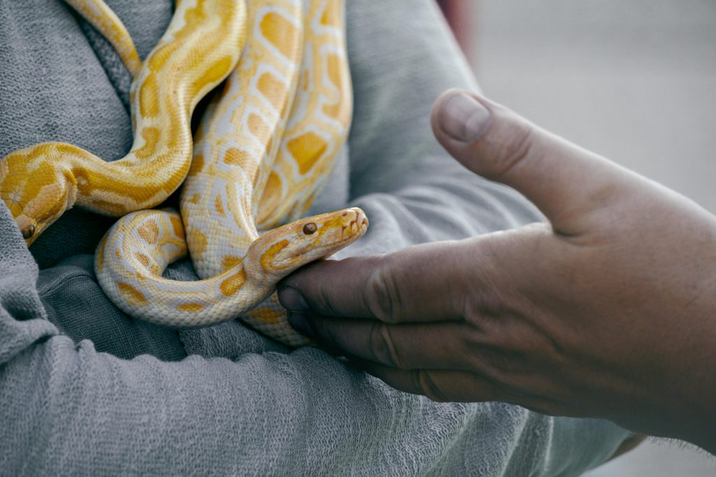 Fiecare mușcătură este extrem de dureroasă. sursa foto Profimedia