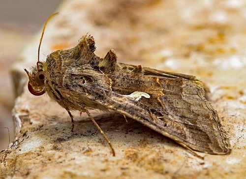 Buha gamma, insecta care a invadat mai multe orașe din România. sursa foto Primăria Municipiului Brașov