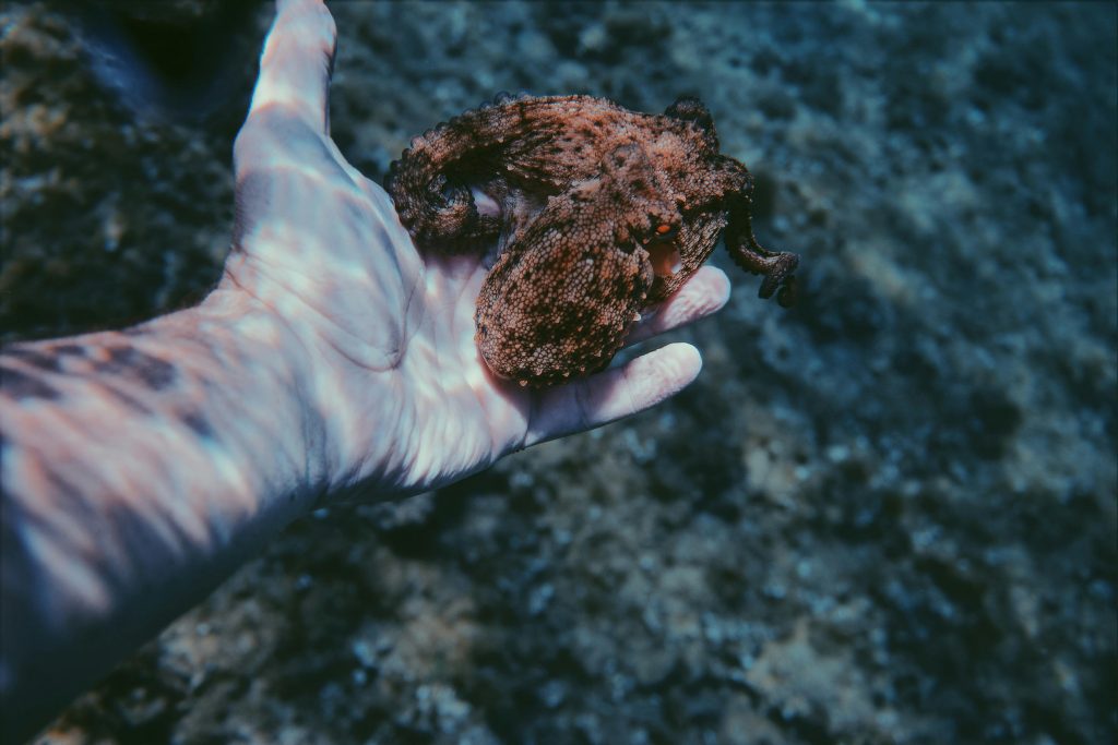 Potrivit specialiștilor, toate speciile se confruntă cu extincția. sursa foto pexels.com