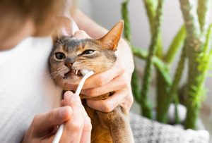 Ce este stomatita felină? Când inflamația gingiilor devine o problemă cronică